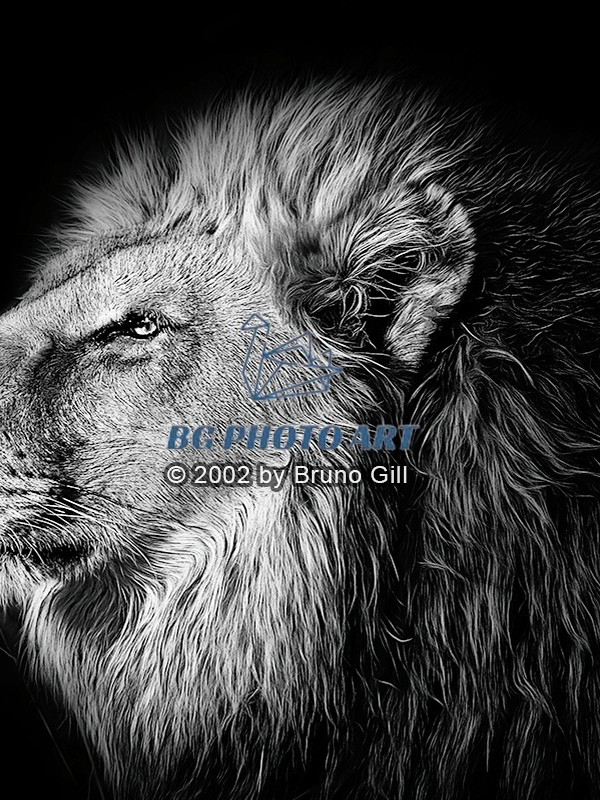 Animals #2 The Sovereign in Monochrome