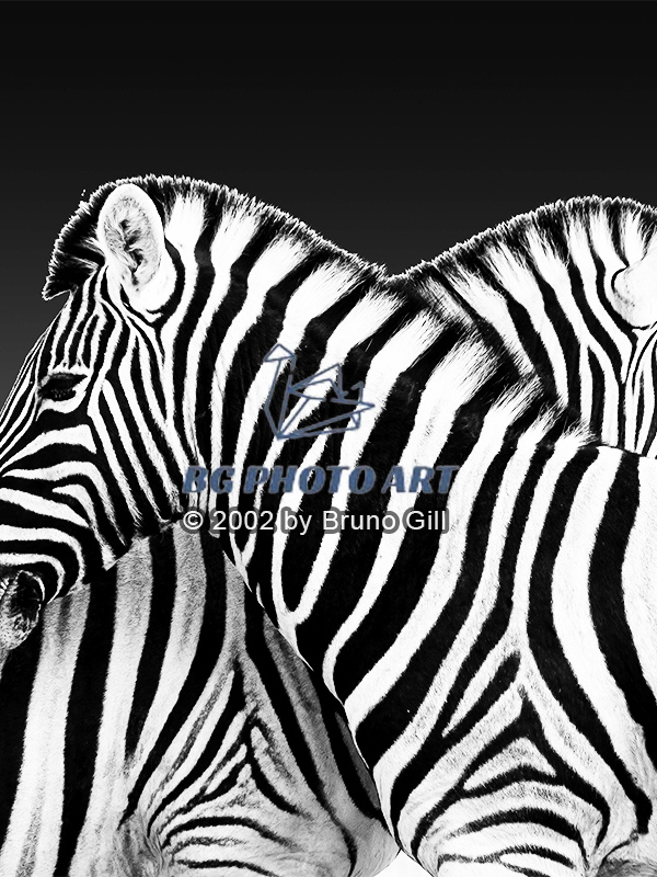 Animals #1 Lignes Zébrées